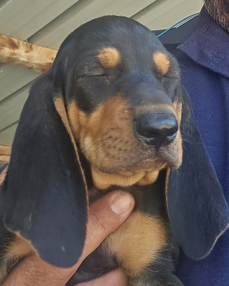 Segugi italiani pelo raso