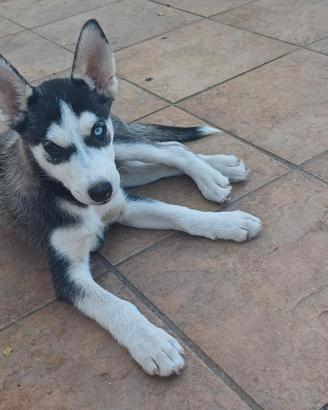 cani meticci di husky 