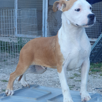 Cucciolo Maschio Amstaff