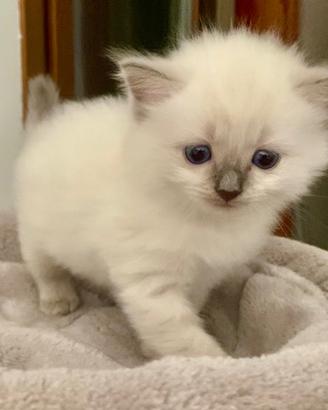 Cucciola Ragdoll