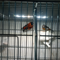 Coppia di Cardinalini del Venezuela