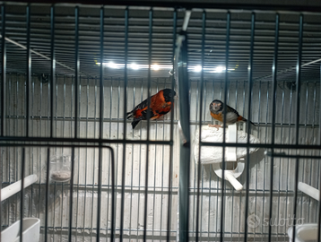 Coppia di Cardinalini del Venezuela