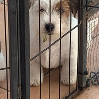 Jack Russell terrier