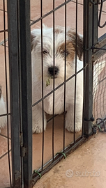 Jack Russell terrier