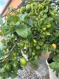 Piante agrumi grandi dimensioni