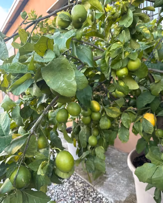 Piante agrumi grandi dimensioni