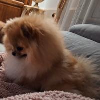 Cuccioli di Spitz Nano di Pomerania disponibili