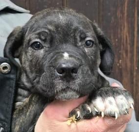 Cuccioli Cane Corso