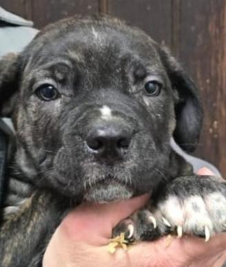 Cuccioli Cane Corso