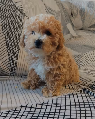 Maltipoo mini toy