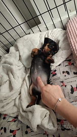 Cuccioli di Bassotto