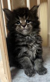 Cucciola Maine Coon con pedigree linea russa
