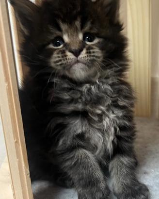 Cucciola Maine Coon con pedigree linea russa