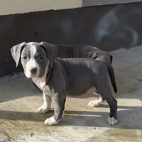 Cuccioli Amstaff blue