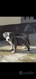 Cuccioli Amstaff blue