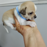 Chihuahua