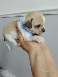 Chihuahua