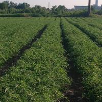 Gestore per aziende agricole