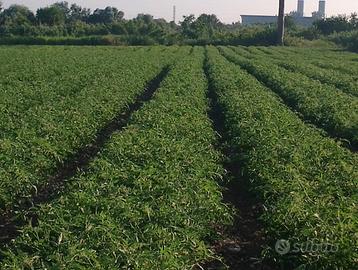 Gestore per aziende agricole