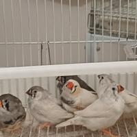 Diamantini maschi e femmine