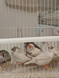 Diamantini maschi e femmine