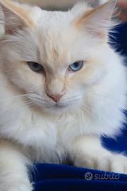 Cucciolone razza RAGDOLL con pedigree