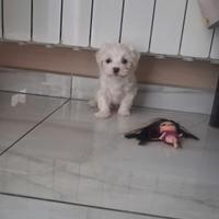Disponibile bidhon malteze