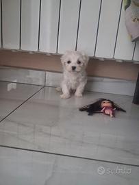 Disponibile bidhon malteze