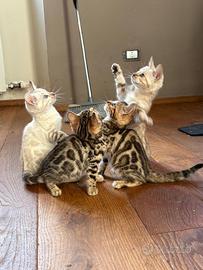 Cuccioli bengala con pedegree genitori testati