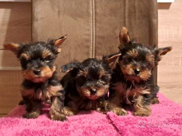 Maschietti di Yorkshire