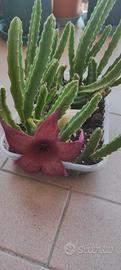 Stapelia grandiflora  -  piante radicate 