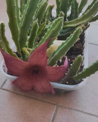 Stapelia grandiflora  -  piante radicate 