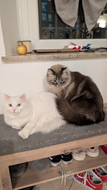 Coppia inseparabile gatti maschi pelo lungo