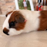 Cavie