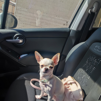 Piccola cucciola di chihuahua
