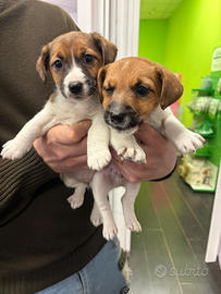 Jack russell