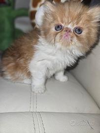 Gatto persiano 2 mesi red