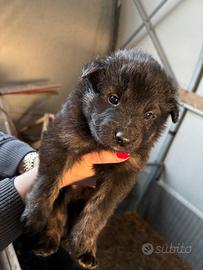 Cuccioli cane pastore belga groenlander