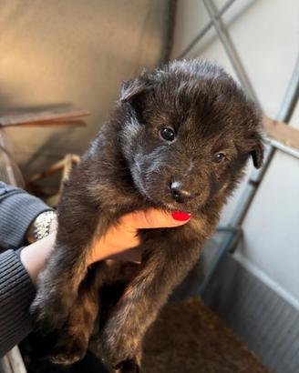 Cuccioli cane pastore belga groenlander