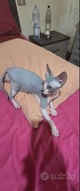 Sphynx