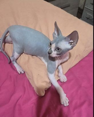 Sphynx