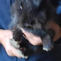 Coniglio nano ariete affettuoso