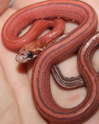 Serpente del grano scaleless