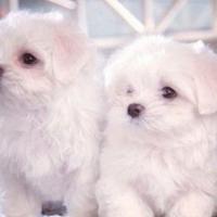 Cuccioli di maltesi