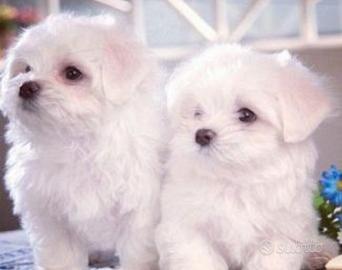Cuccioli di maltesi