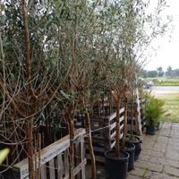 ALBERI DI ULIVO LECCINO 10 ANNI ALTI 3 MT