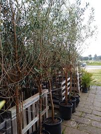 ALBERI DI ULIVO LECCINO 10 ANNI ALTI 3 MT