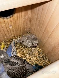 Pulli cocorite con madre