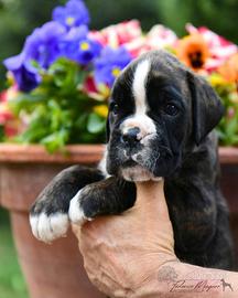 Cuccioli Boxer