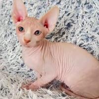 Ultimo maschietto pura razza canadian sphynx